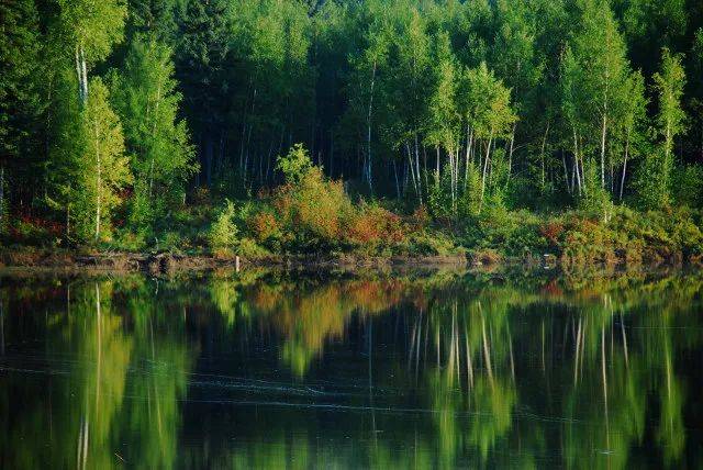 森林生態(tài)系統(tǒng)——森林生態(tài)系統(tǒng)的主要類型、特點和生產(chǎn)力（二）