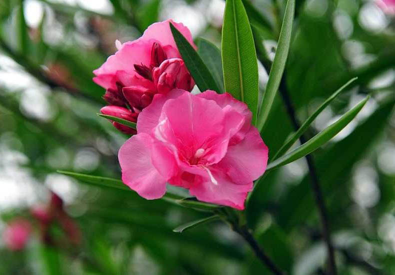 夾竹??0.jpg 夾竹??0.jpg