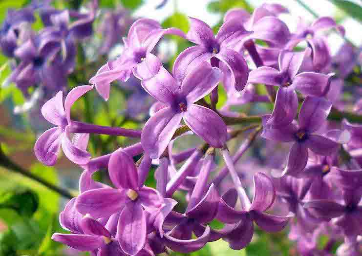 紫丁??.jpg 紫丁??.jpg