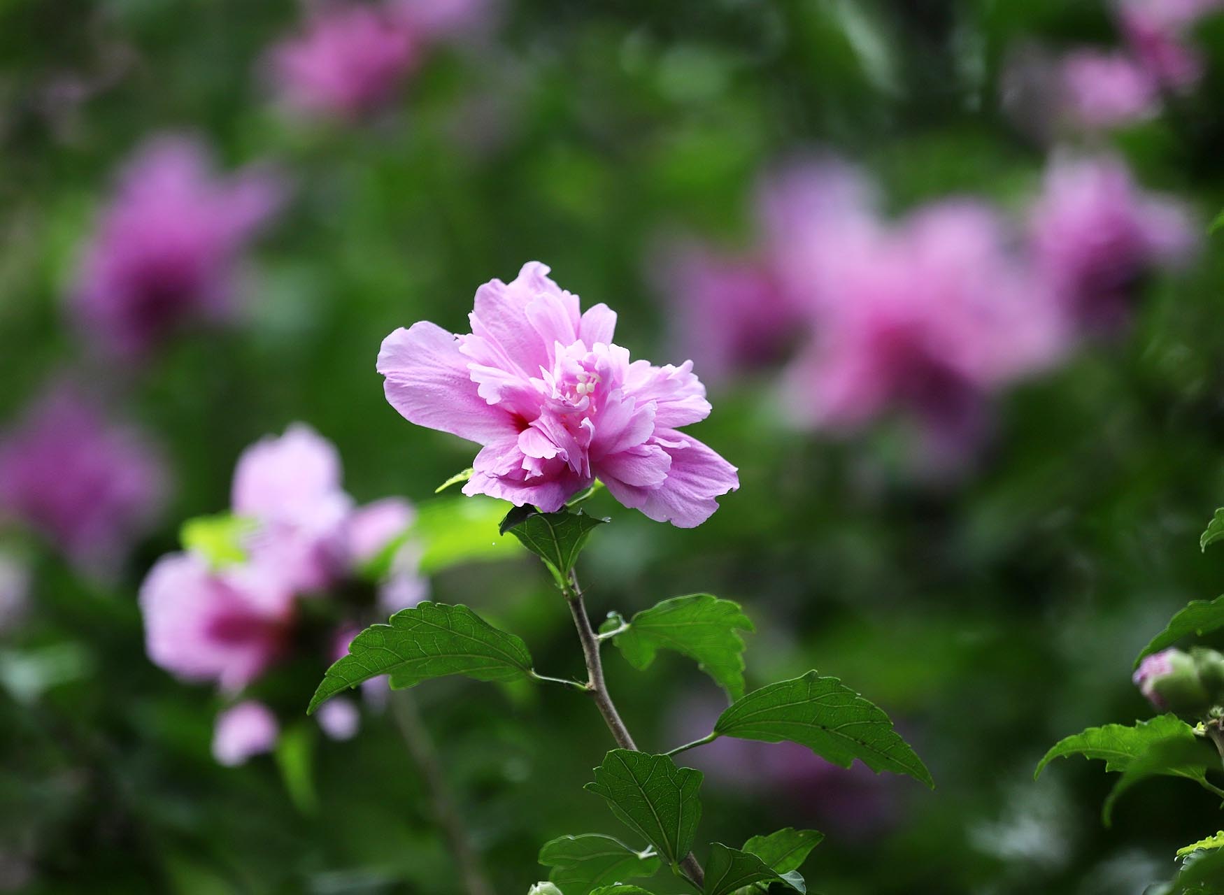 木槿1.jpg 木槿1.jpg