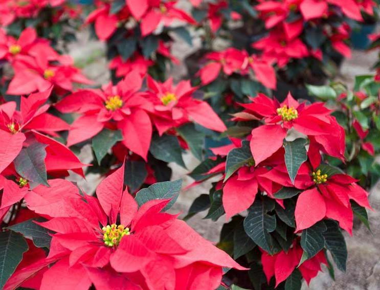 一品紅1.jpg 一品紅1.jpg