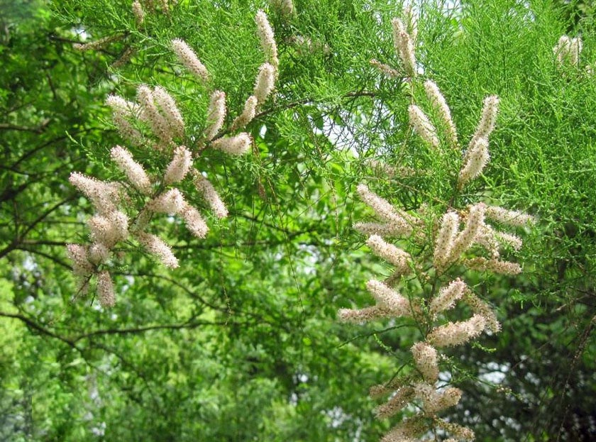 檉柳.jpg 檉柳.jpg