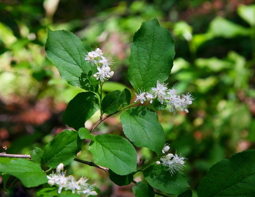 白檀111.jpg 白檀111.jpg