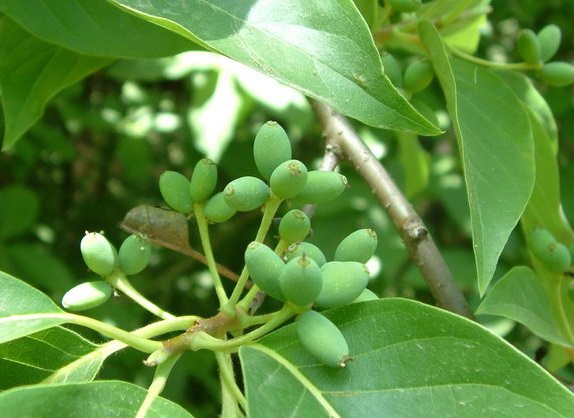 紫樹.jpg 紫樹.jpg