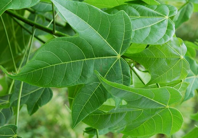 梧桐.jpg 梧桐.jpg