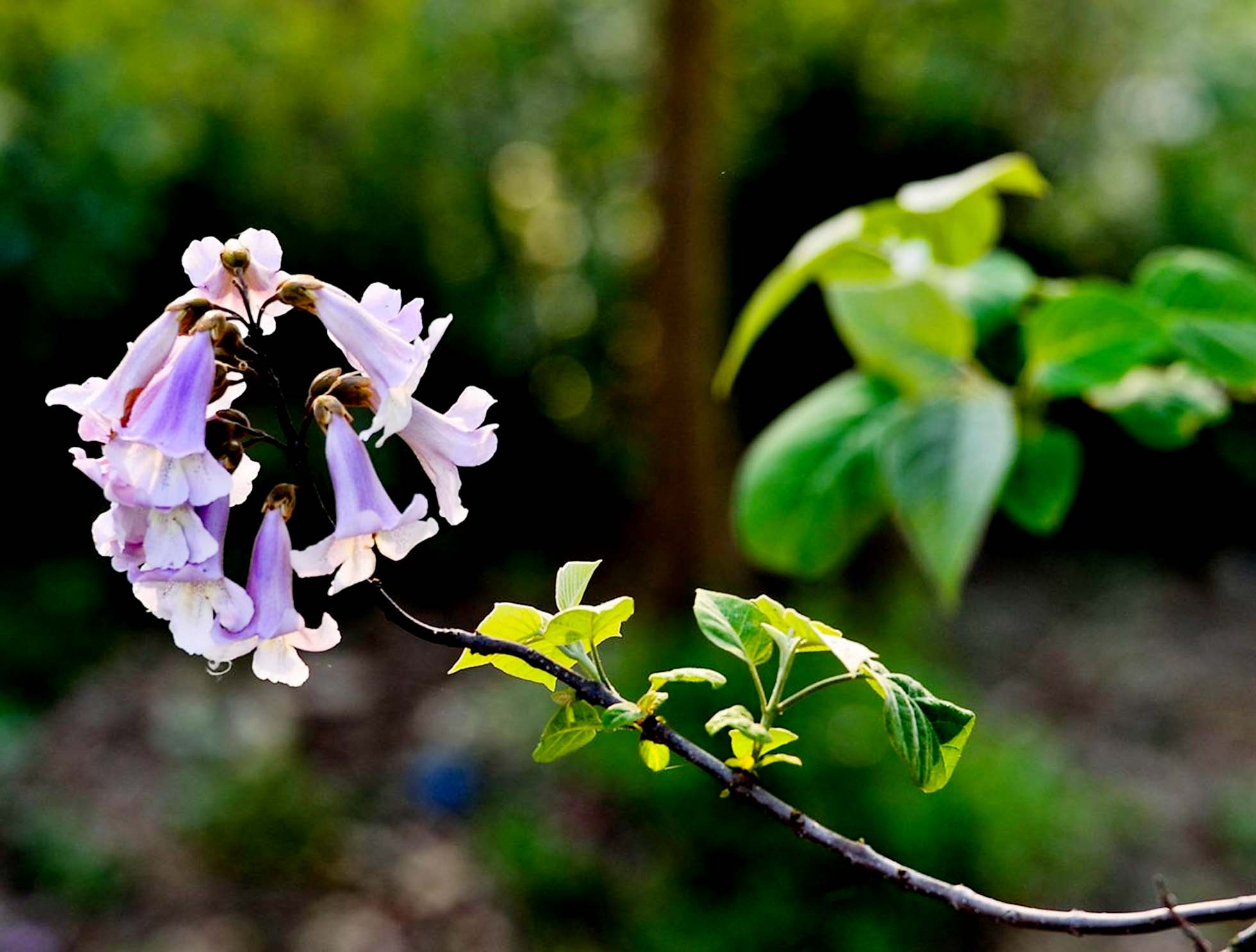 泡桐111.jpg 泡桐111.jpg