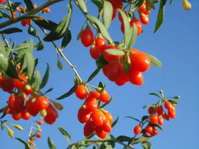 枸杞11.jpeg 枸杞11.jpeg