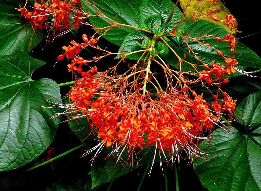 赪桐11.jpg 赪桐11.jpg