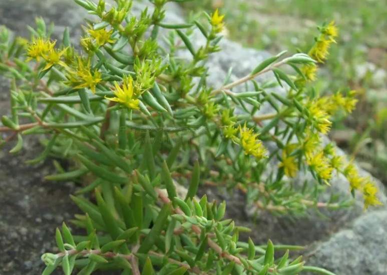 佛甲??1.jpg 佛甲??1.jpg